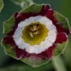 Primula Auricula Minley - Abriachan Nurseries